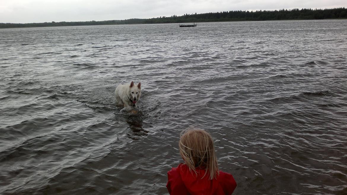 Hvid schæfer Tjalfe billede 6