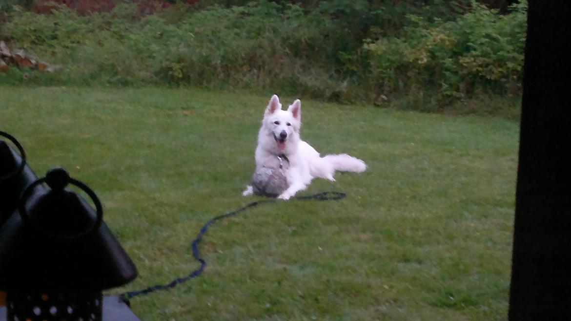 Hvid schæfer Tjalfe billede 7