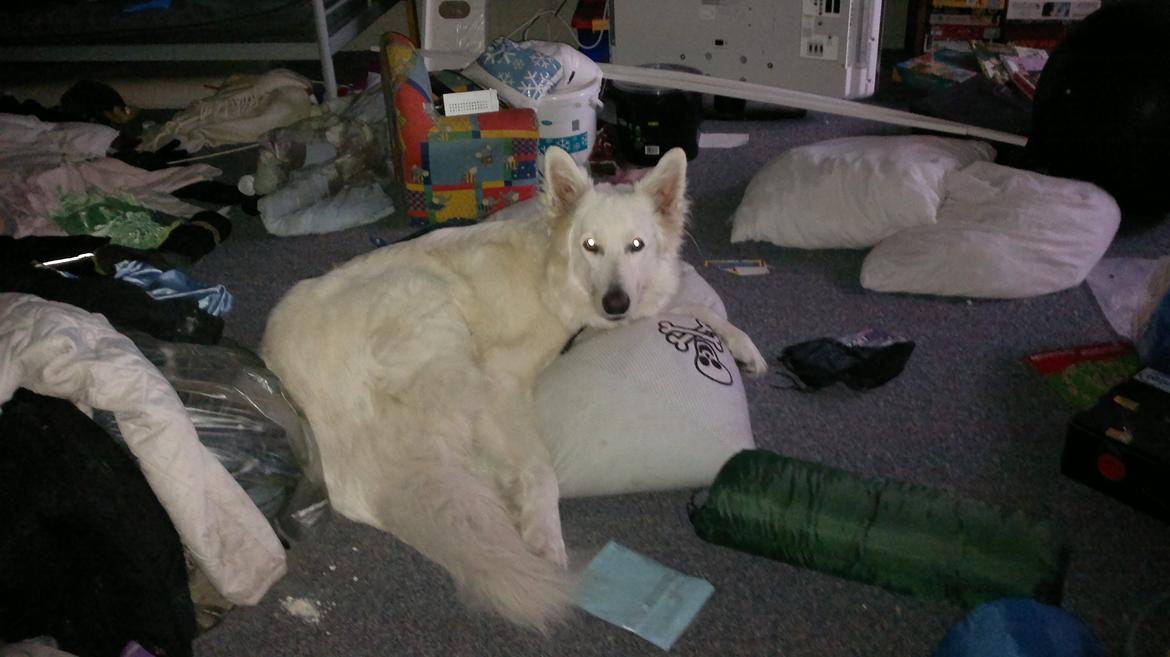 Hvid schæfer Tjalfe billede 8