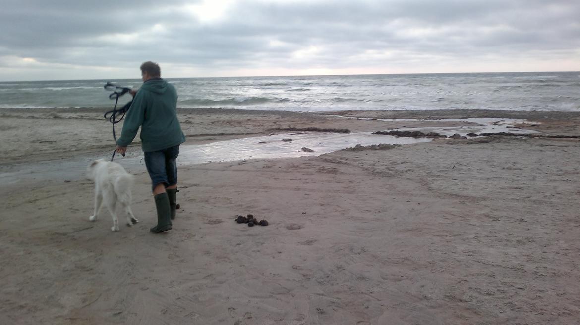 Hvid schæfer Tjalfe billede 9