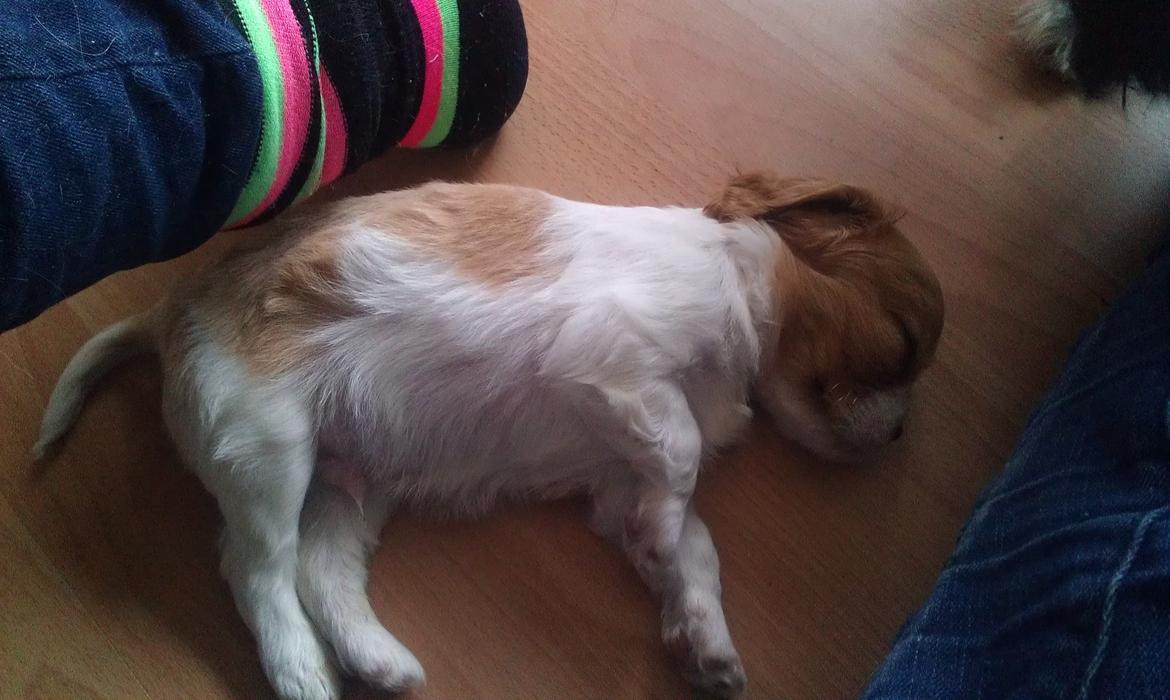 Cavalier king charles spaniel Gi-kan Just Spot On ( Willas ) billede 1