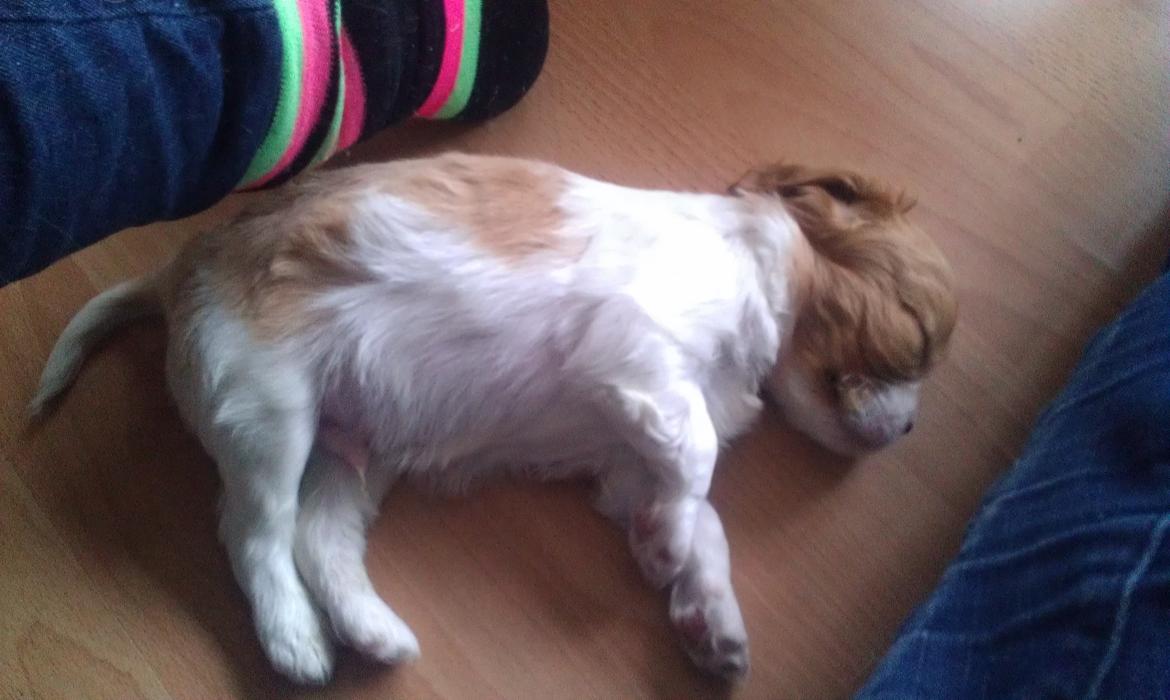 Cavalier king charles spaniel Gi-kan Just Spot On ( Willas ) billede 2