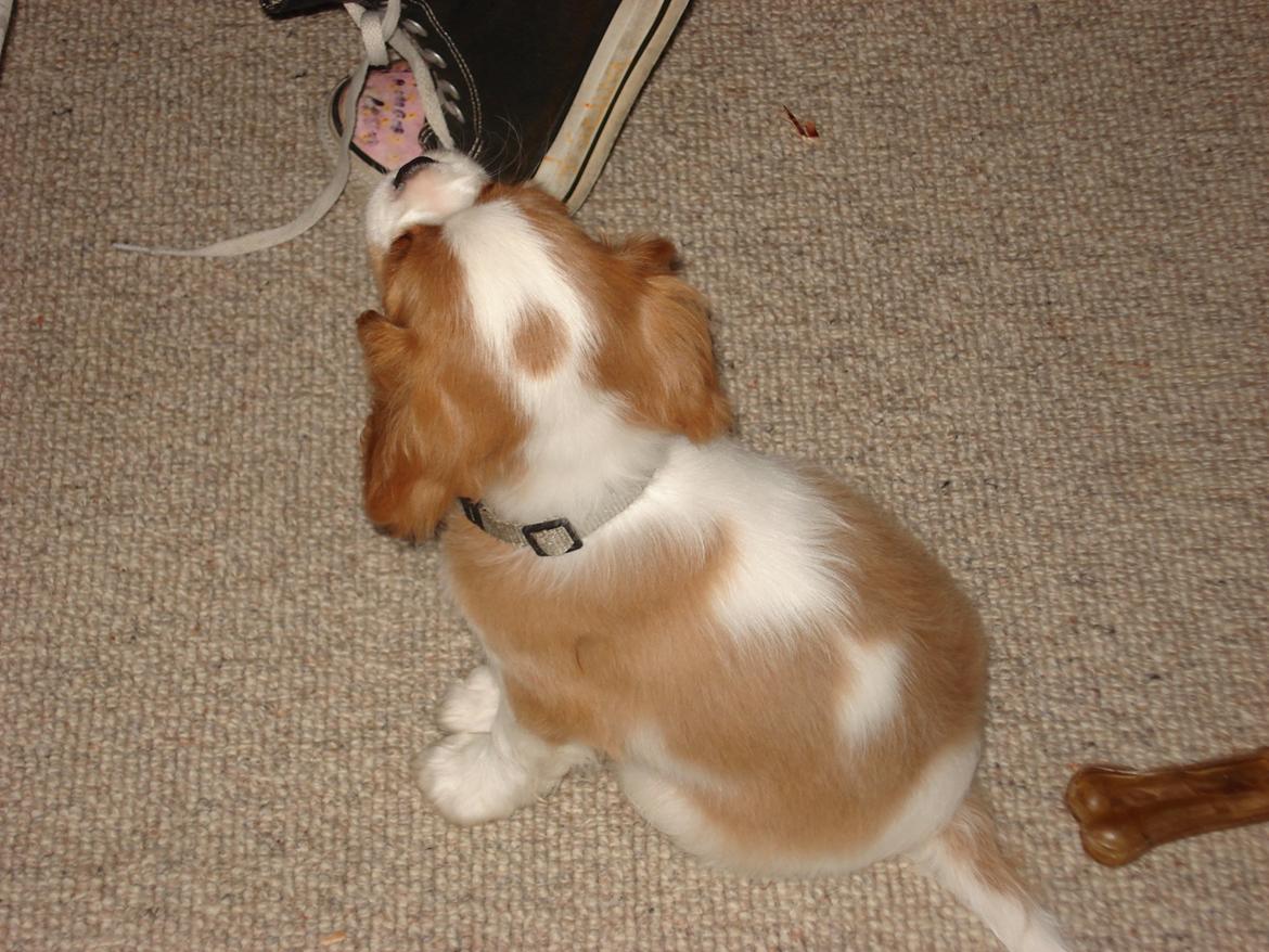 Cavalier king charles spaniel Gi-kan Just Spot On ( Willas ) billede 3