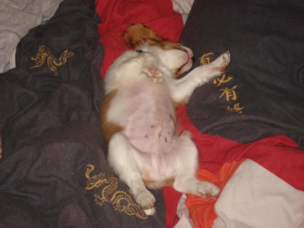 Cavalier king charles spaniel Gi-kan Just Spot On ( Willas ) billede 4