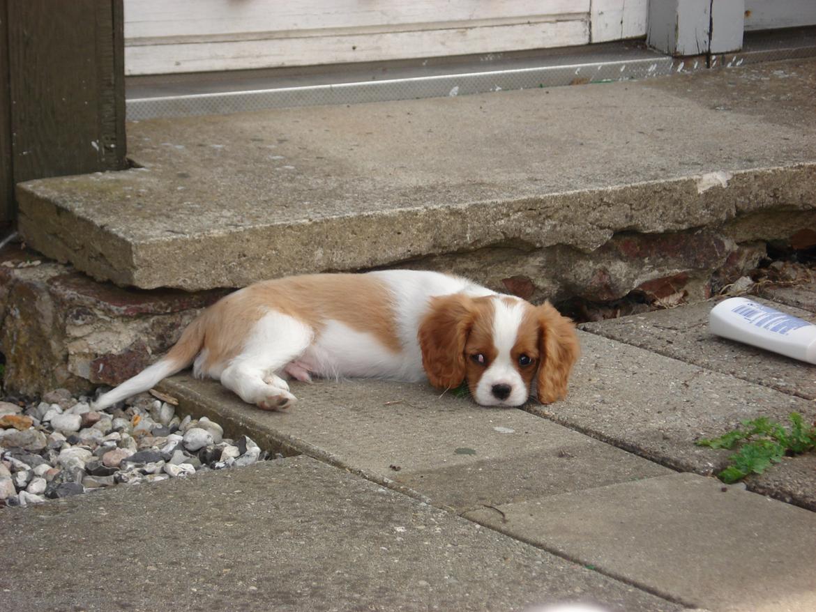 Cavalier king charles spaniel Gi-kan Just Spot On ( Willas ) billede 5