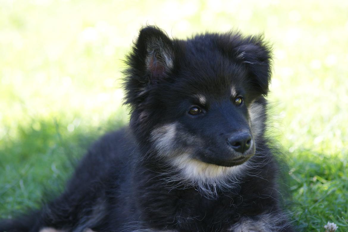 Finsk lapphund Kello Ayla - Smukke Ayla <3 billede 12