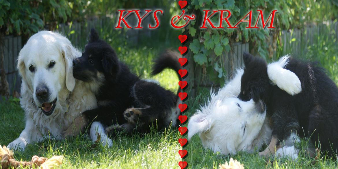 Finsk lapphund Kello Ayla - Her bliver uddelt både KYS & KRAM <3  billede 16