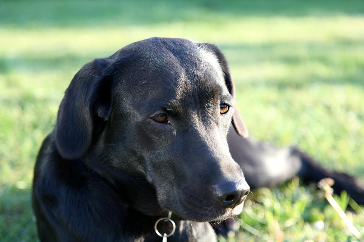 Labrador retriever Sophie *ludty*  [ lobes labrdor knirke] - sommer! :D billede 14