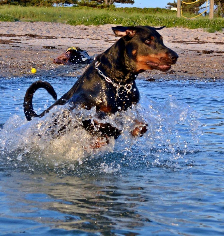 Blanding af racer Canto R.I.P. billede 1