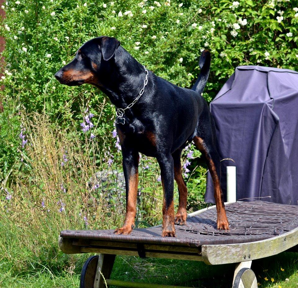 Blanding af racer Canto R.I.P. billede 2