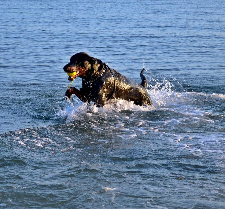 Blanding af racer Canto R.I.P. billede 3