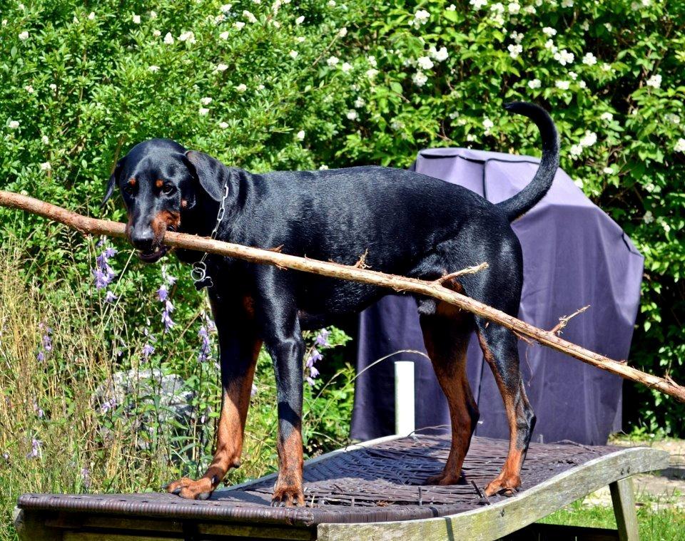 Blanding af racer Canto R.I.P. billede 4