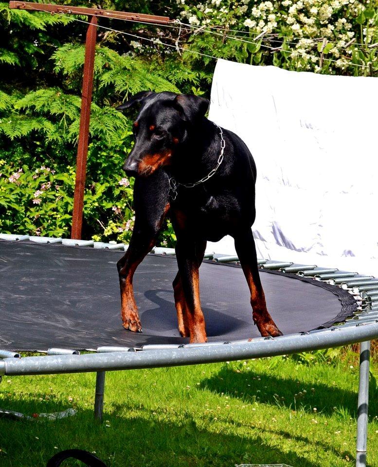 Blanding af racer Canto R.I.P. billede 5