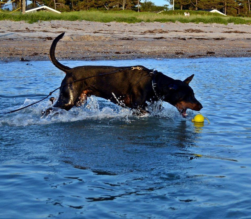 Blanding af racer Canto R.I.P. billede 6