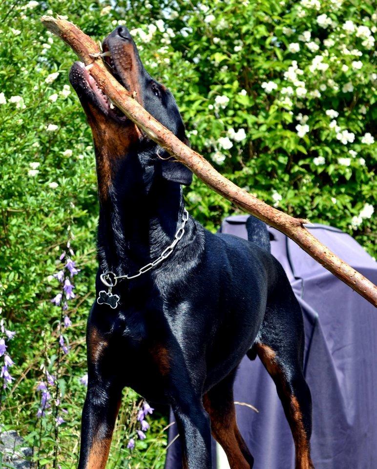 Blanding af racer Canto R.I.P. billede 7