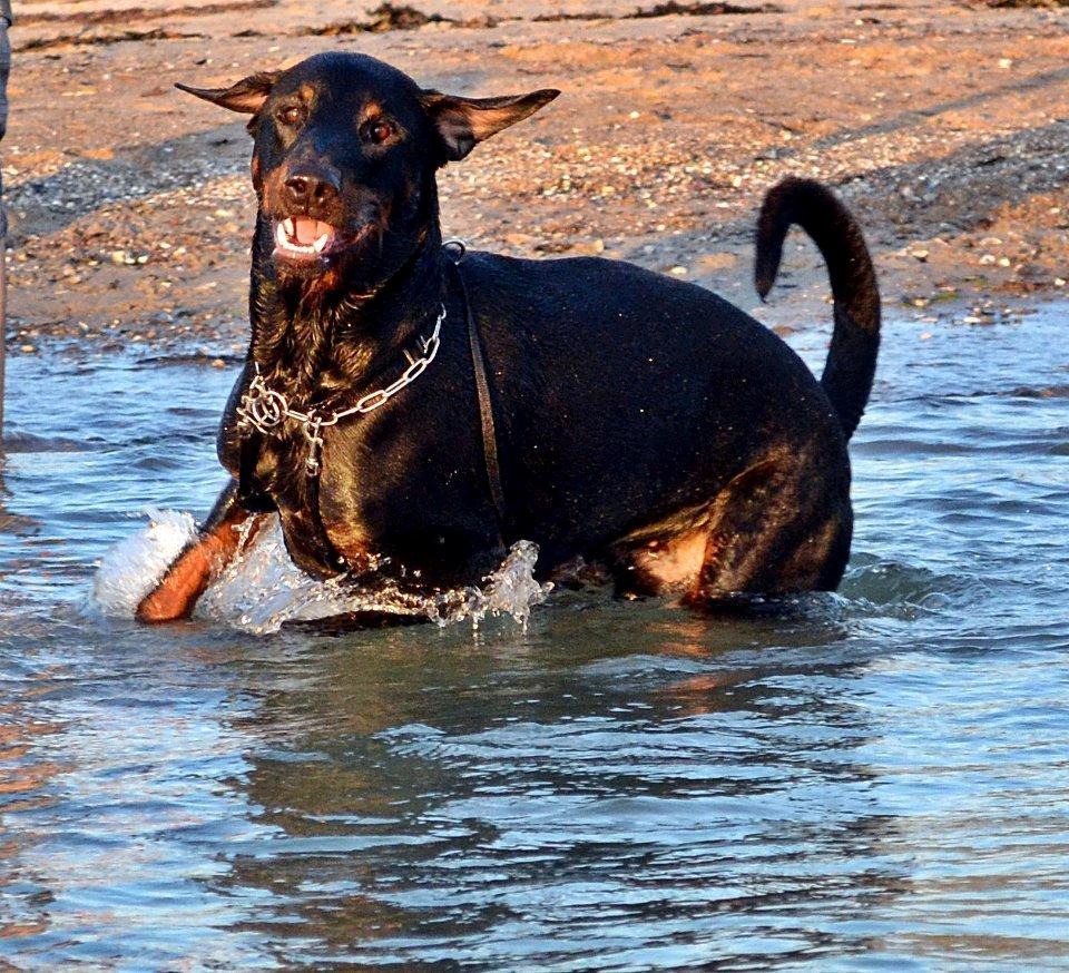 Blanding af racer Canto R.I.P. billede 8