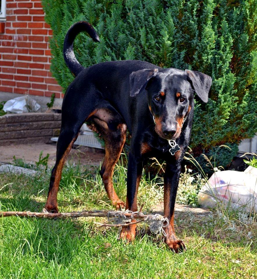 Blanding af racer Canto R.I.P. billede 9