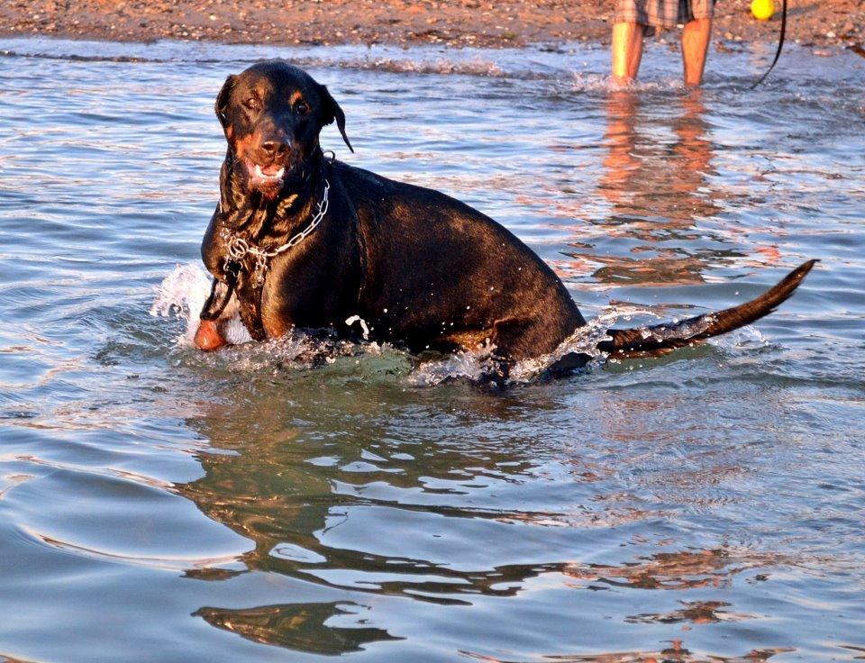 Blanding af racer Canto R.I.P. billede 10