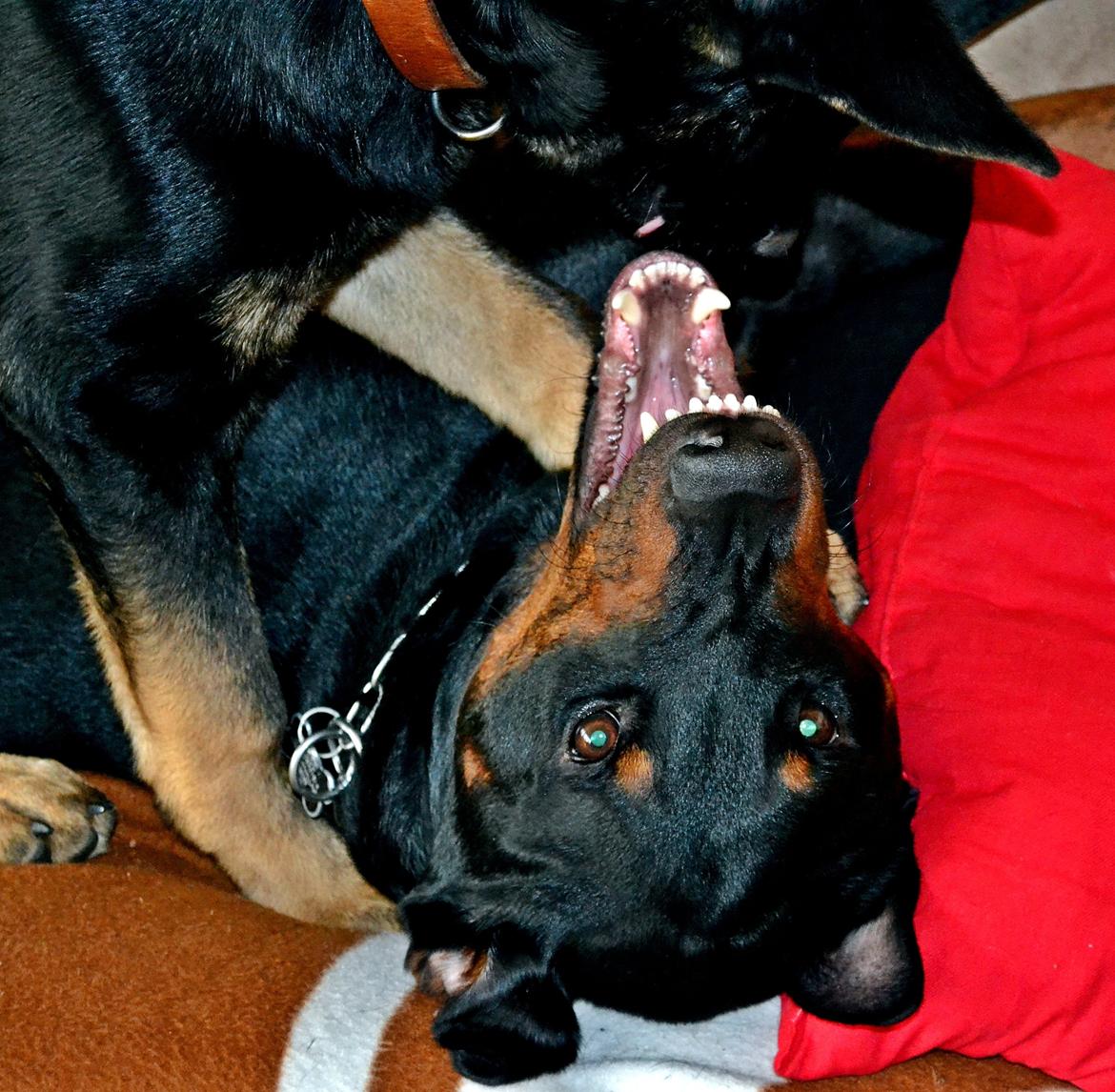 Blanding af racer Canto R.I.P. billede 11