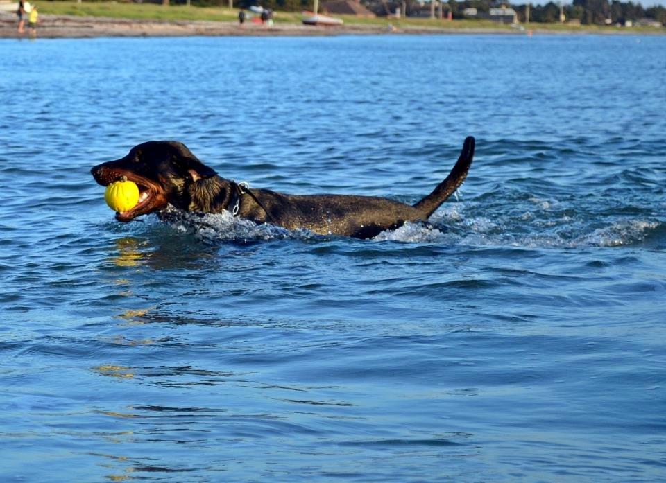 Blanding af racer Canto R.I.P. billede 12