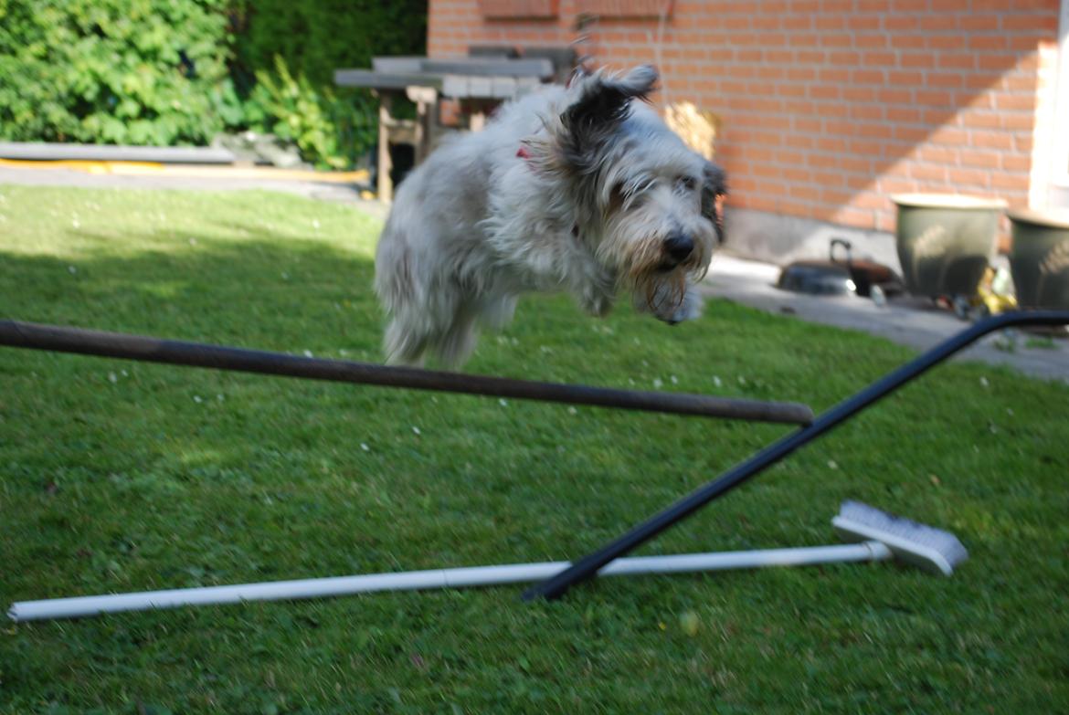 Petit basset griffon wendéen Uhlanias Carla - Carla 2012 <3 billede 19