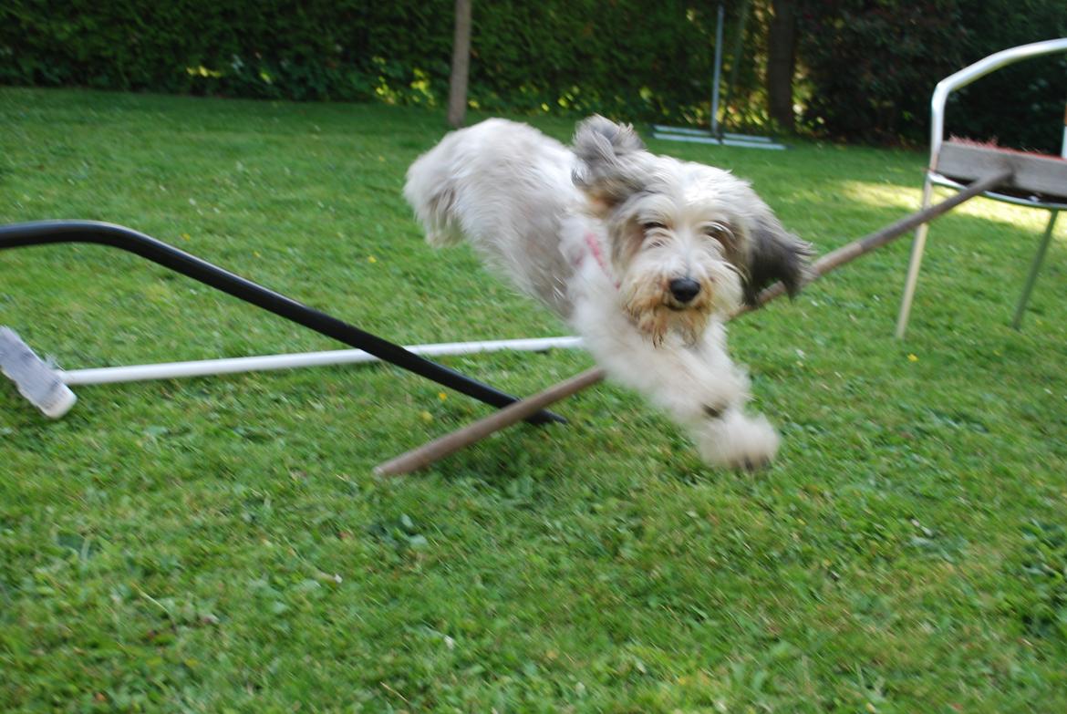 Petit basset griffon wendéen Uhlanias Carla - Seje Carla, 2012 <3 billede 20