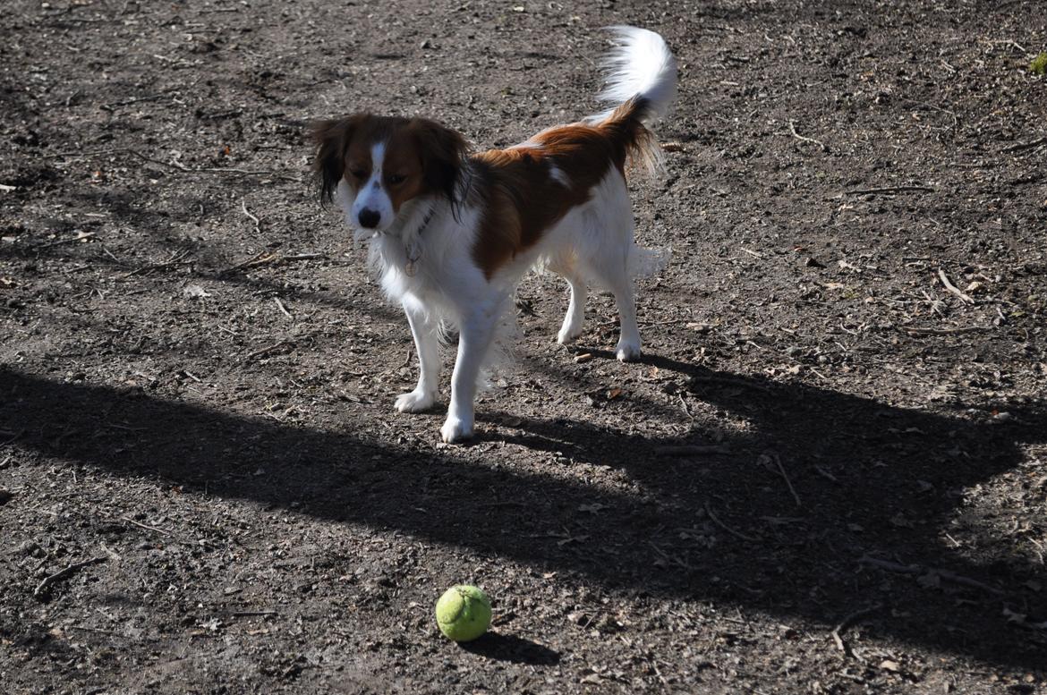 Kooikerhondje Monty-Folmer billede 1