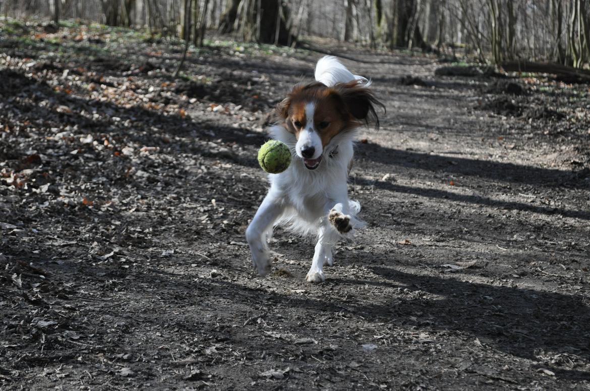 Kooikerhondje Monty-Folmer billede 2