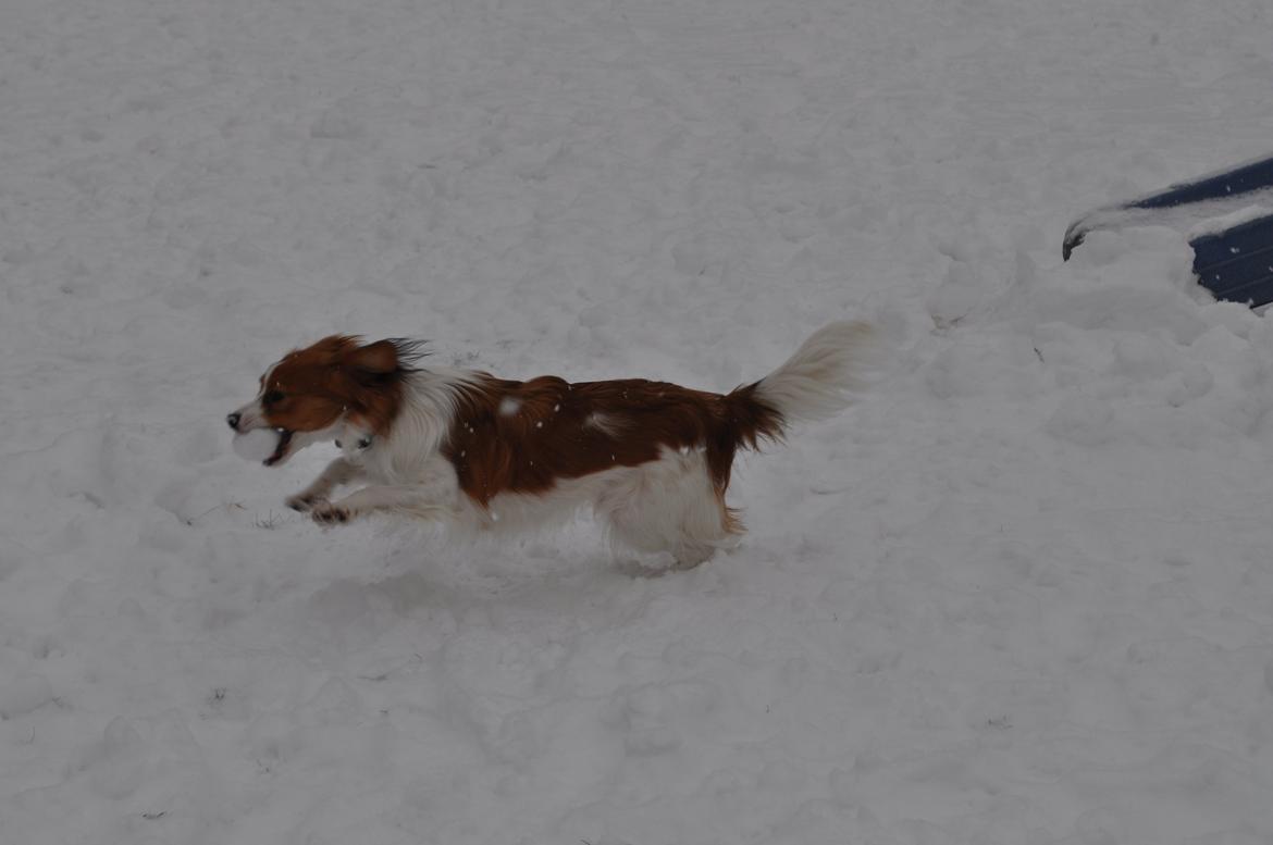 Kooikerhondje Monty-Folmer billede 3