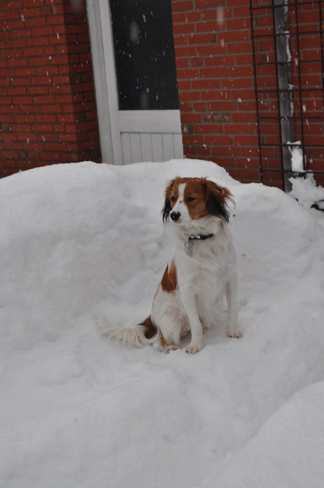 Kooikerhondje Monty-Folmer billede 4