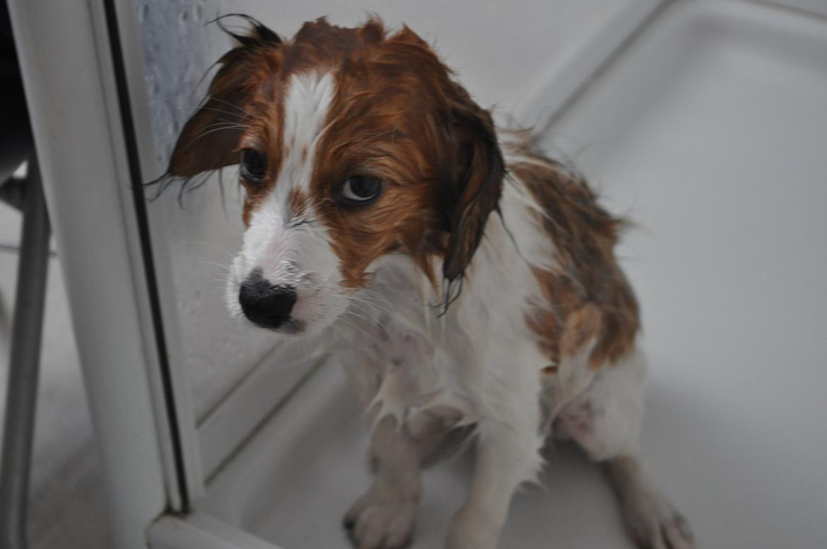 Kooikerhondje Monty-Folmer billede 5