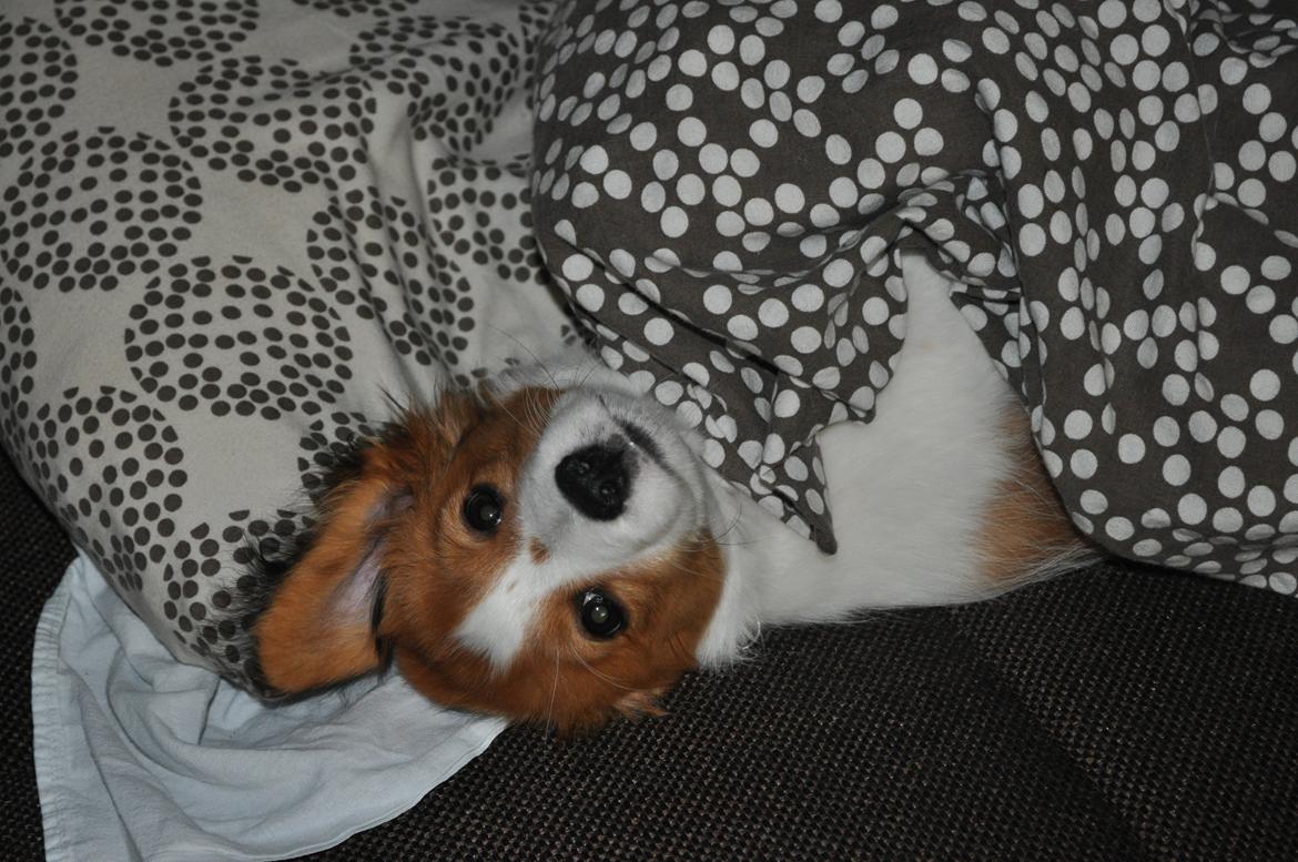 Kooikerhondje Monty-Folmer billede 6