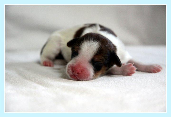 Kooikerhondje Monty-Folmer billede 7