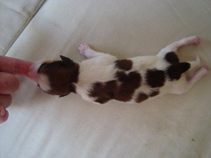 Kooikerhondje Monty-Folmer billede 8