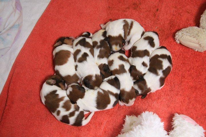 Kooikerhondje Monty-Folmer billede 9