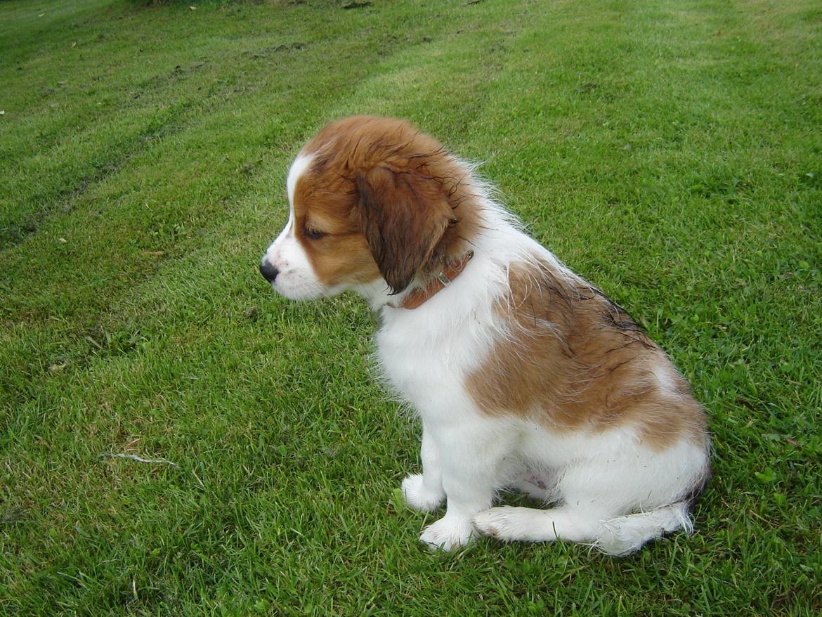 Kooikerhondje Monty-Folmer billede 10