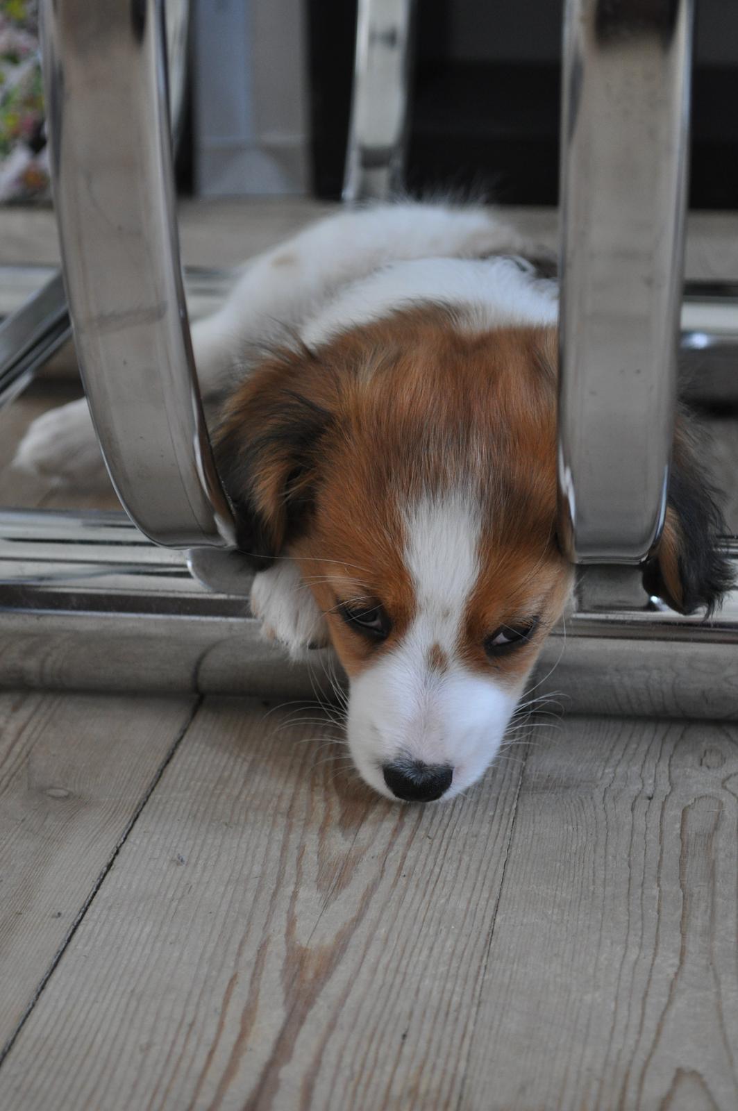 Kooikerhondje Monty-Folmer billede 11