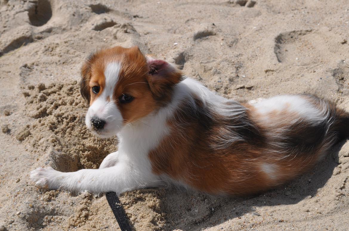 Kooikerhondje Monty-Folmer billede 12