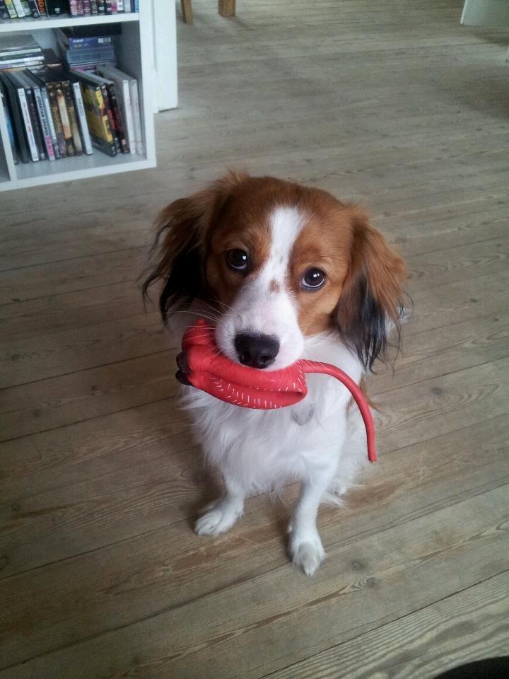 Kooikerhondje Monty-Folmer billede 13