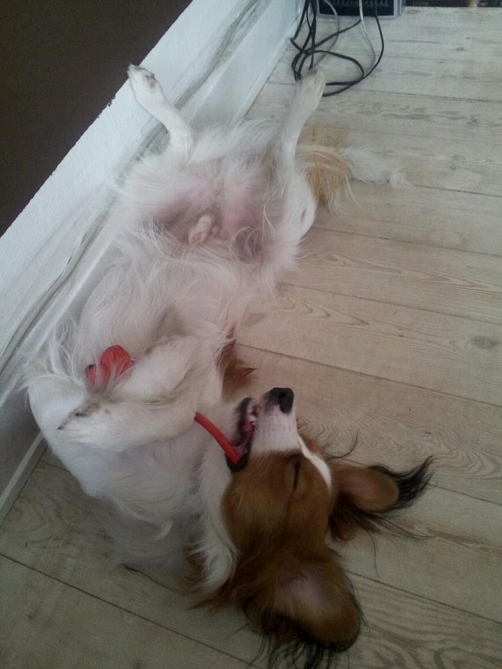 Kooikerhondje Monty-Folmer billede 14