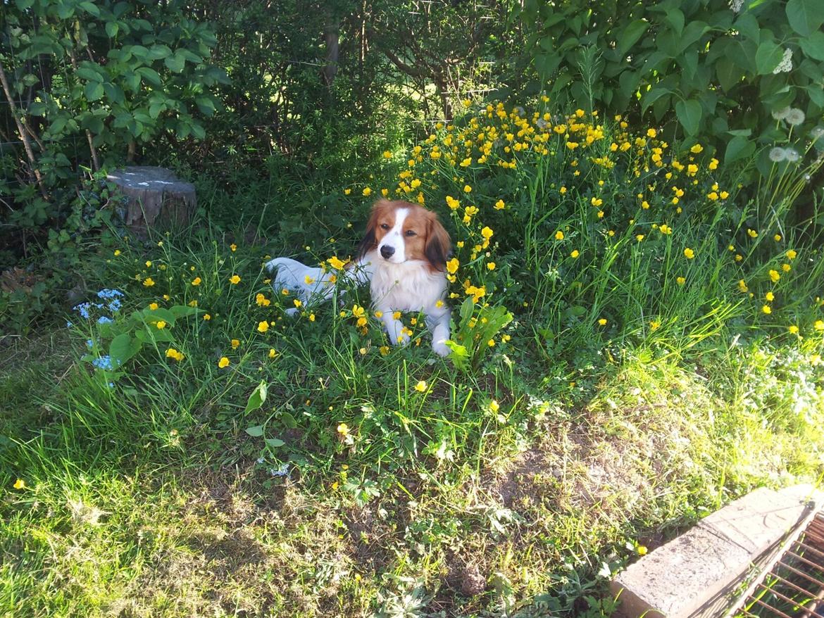 Kooikerhondje Monty-Folmer billede 15