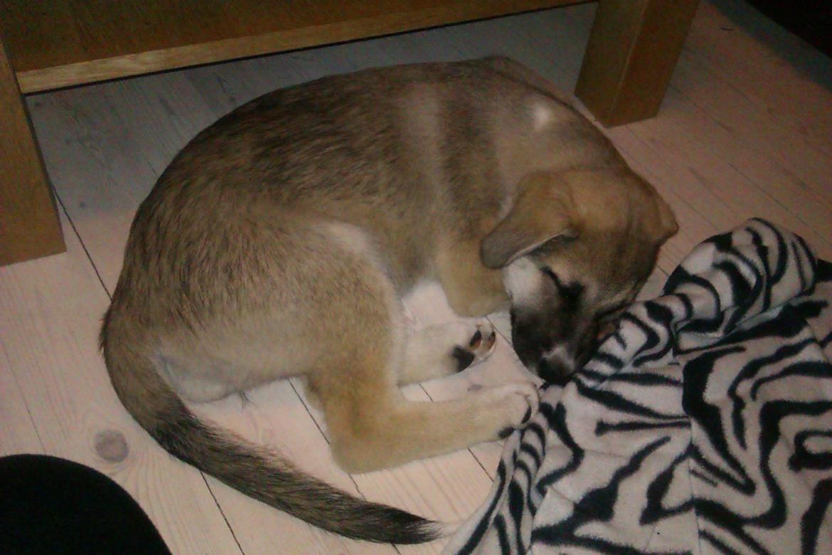 Blanding af racer Sille billede 17