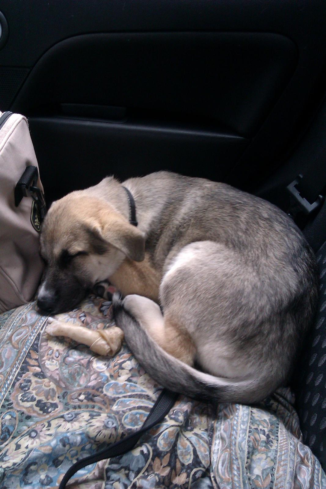 Blanding af racer Sille billede 15