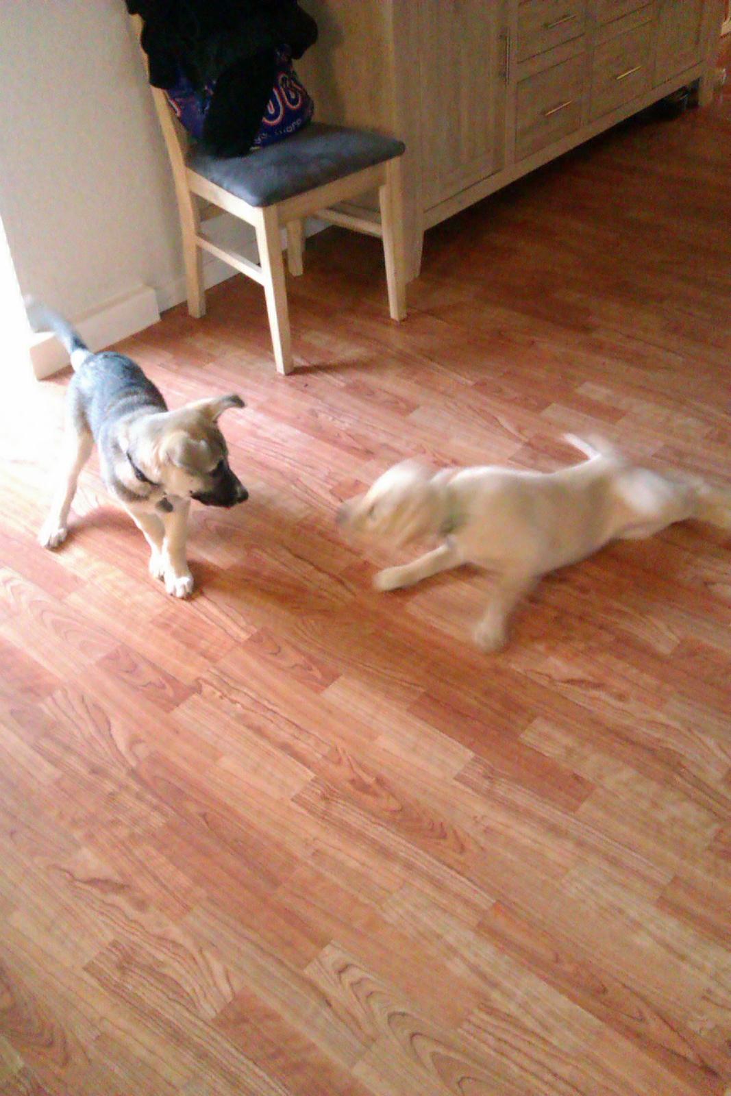 Blanding af racer Sille billede 16