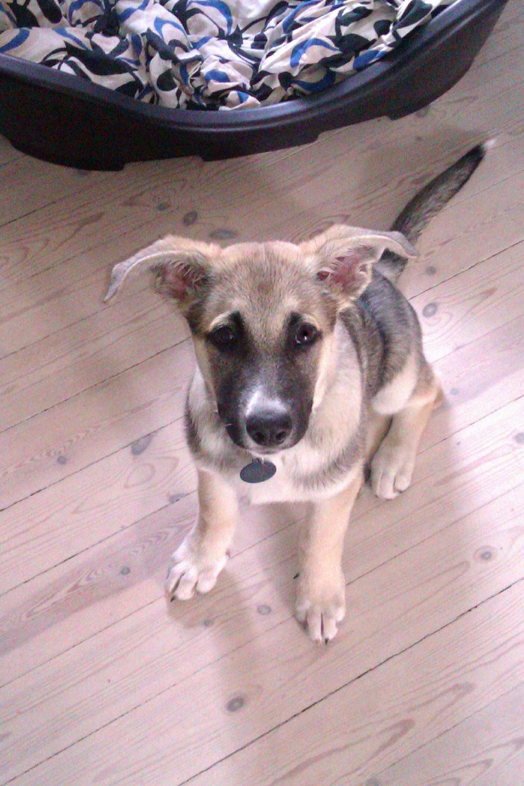 Blanding af racer Sille billede 9