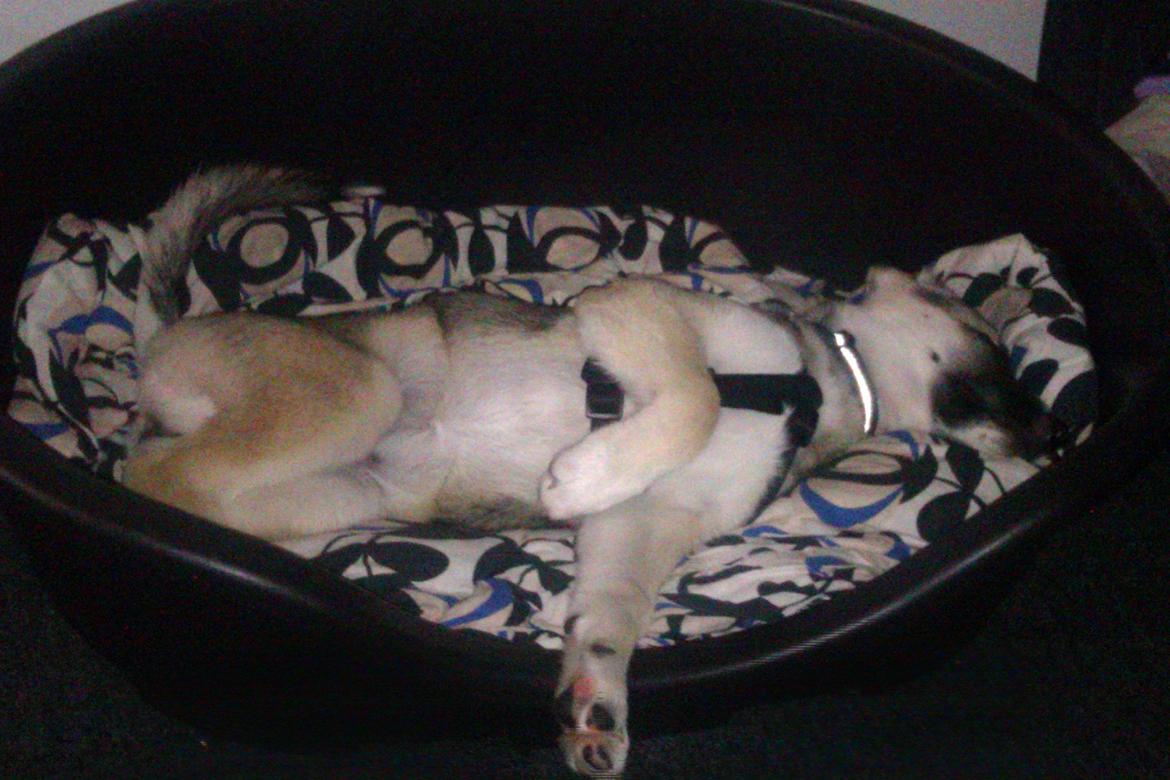 Blanding af racer Sille billede 10