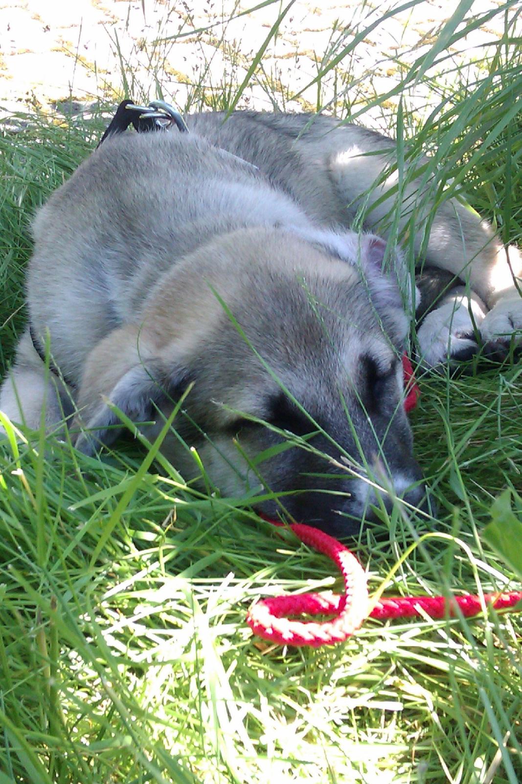 Blanding af racer Sille billede 11