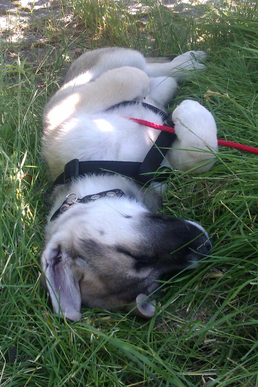 Blanding af racer Sille billede 12