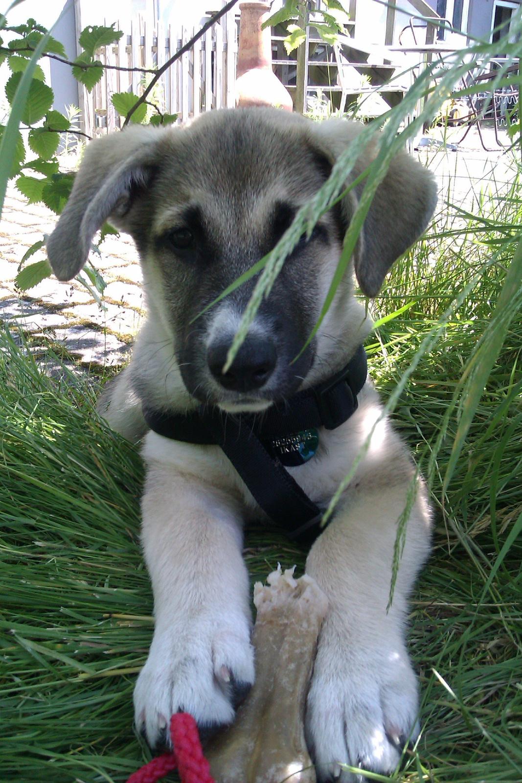 Blanding af racer Sille billede 13