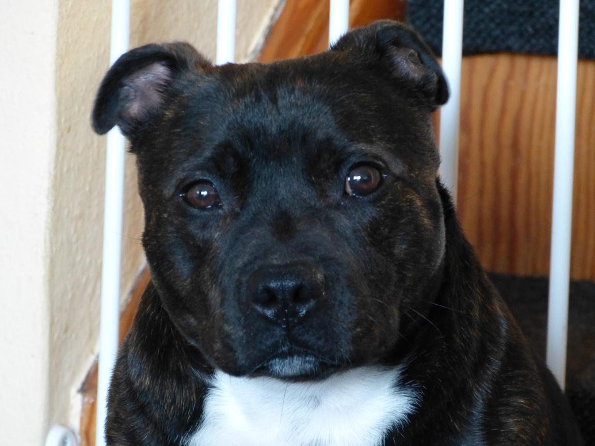 Staffordshire bull terrier Enzo - <3 billede 12